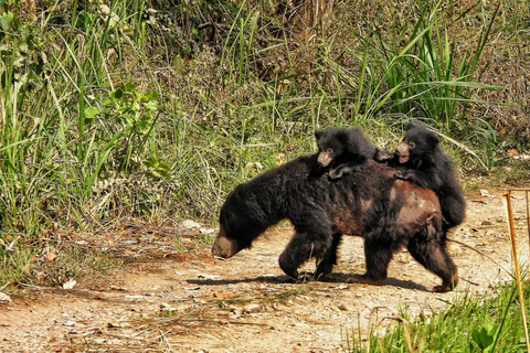 Chitwan: 2 Nights 3 Days Hotel and Ethical Jungle Safari