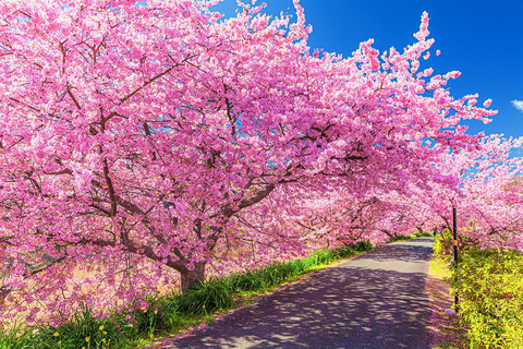 Specjalna wycieczka Kawazu Sakura Strawberry Hot Spring Day TourWyjście Shinjuku West