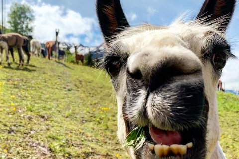 Triesenberg: Vandra med lamor i bergen
