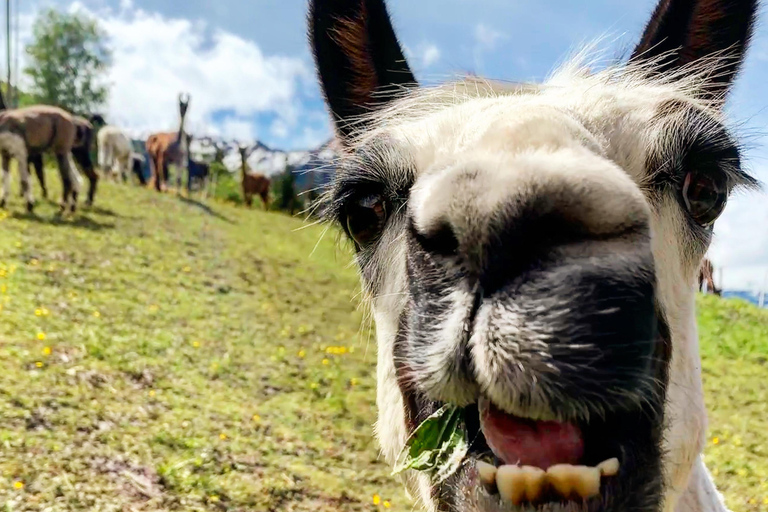 Triesenberg: Vandra med lamor i bergen