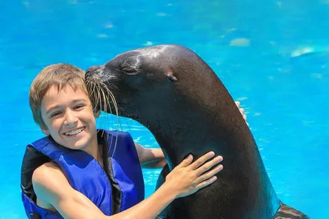 Puerto Vallarta : Rencontre inoubliable avec un lion de mer