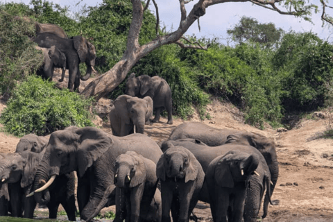 Uganda: Excursão de 5 dias ao Parque Nacional Rainha Isabel e ao Trekking de Gorila