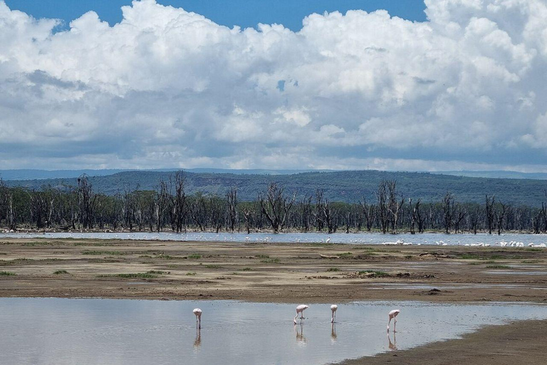 Nairobi: Lake Nakuru National Park and Lake Naivasha Tour
