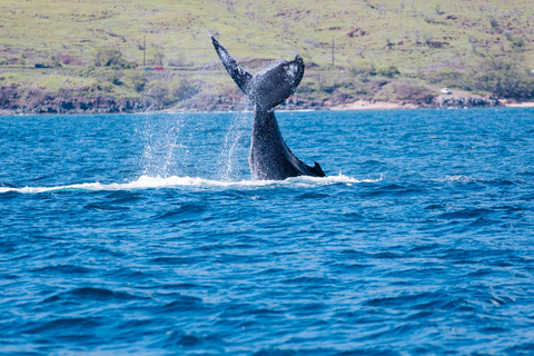 From Lahaina: Golden Hour Whale Watch aboard Alihilani