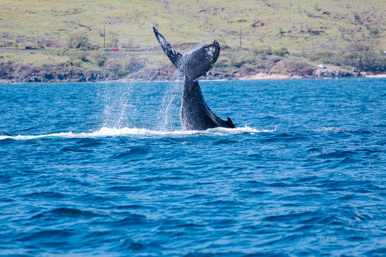 From Lahaina: Golden Hour Whale Watch aboard Alihilani
