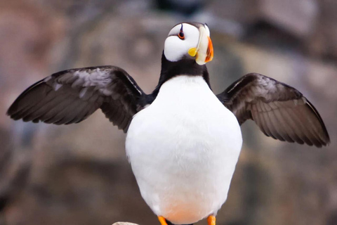 Seward: Full-Day Northwestern Fjord Glacier & Wildlife Tour