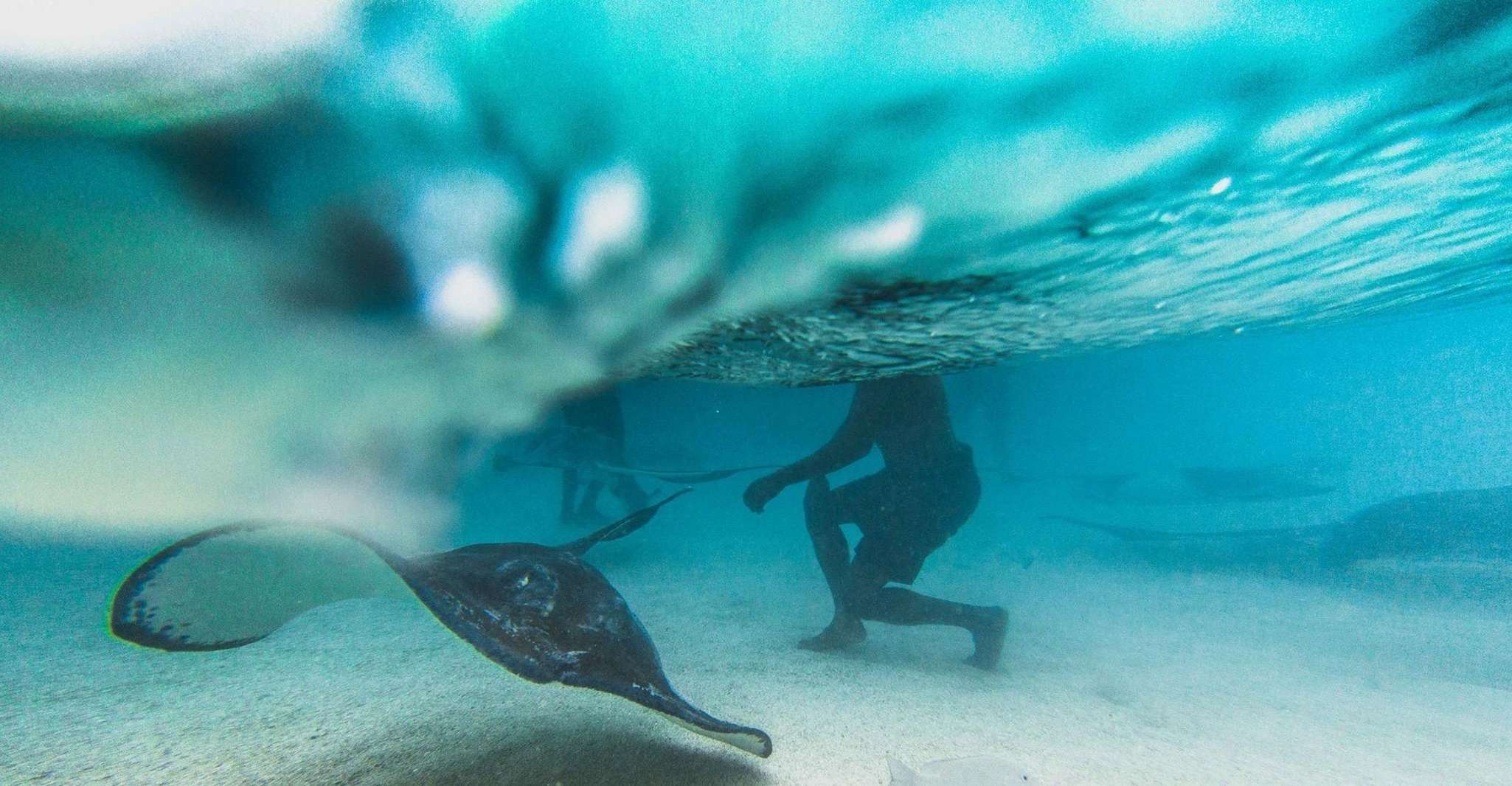 Antigua, Stingray City Experience Ticket - Housity