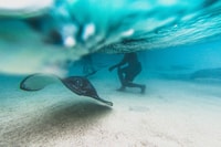 Antigua, Stingray City Experience Ticket - Housity