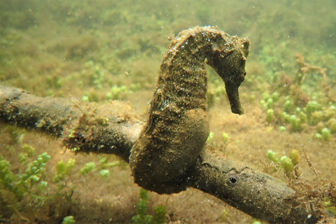 Galapagos: Eilandhoppen 7 dagen - 6 nachten