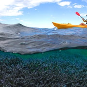 Exmouth: Half-Day Coral by Kayak tour