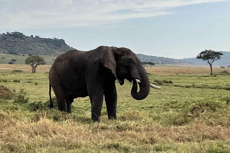 Viaggio di un giorno da Nairobi a Maasai Mara - AWNairobi: Escursione di un giorno nella Riserva Nazionale di Maasai Mara - Privato
