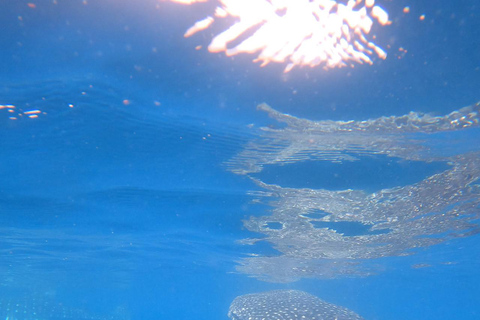 diymaniyat Snorkelling (swim whalesharks or turtles)