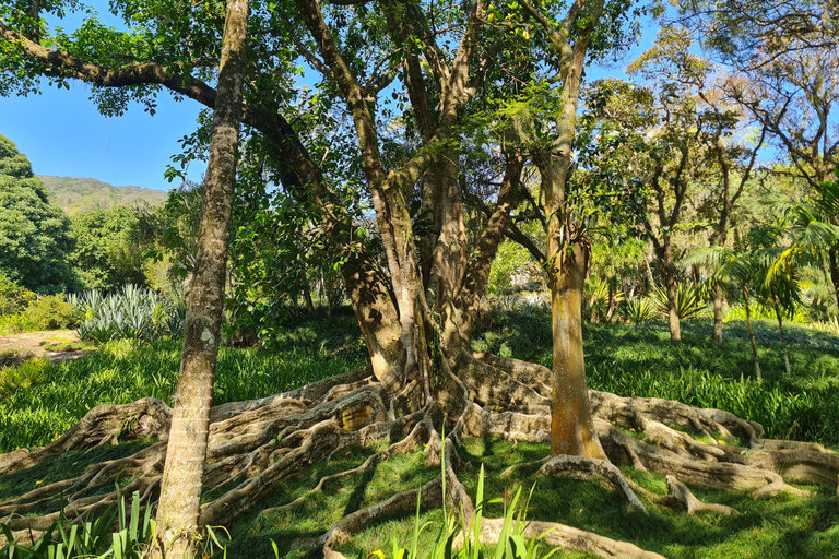 Rio de Janeiro: Sítio Roberto Burle Marx: tour guiado