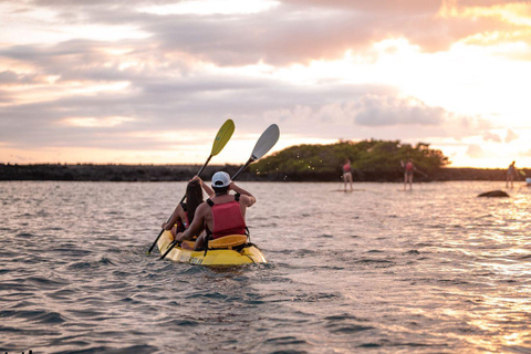 Isabela Island: Kayak sightseeing tour to Tintoreras with a bilingual tour guide