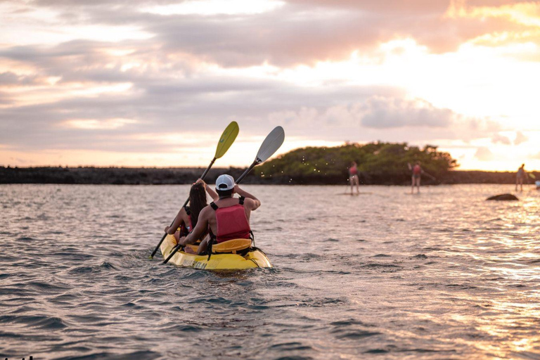Isabela Island: Kayak sightseeing tour to Tintoreras with a bilingual tour guide