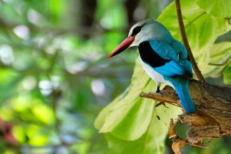 Au départ d'Arusha : excursion d'une journée au parc national du lac ManyaraDepuis Arusha : excursion d'une journée au parc national du lac Manyara