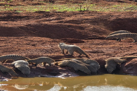Mombasa: Tsavo East National Park Day Trip with Lunch