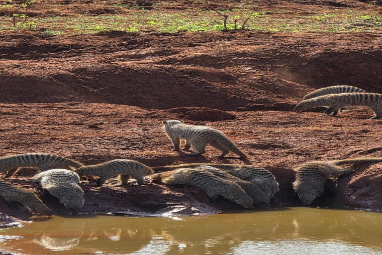 Mombasa: Tsavo East National Park Day Trip with Lunch