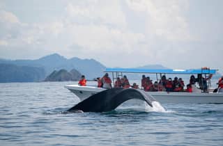 Walbeobachtungsabenteuer in Uvita mit erfahrenen Guides