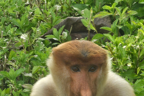 Sepilok OrangUtan, Sun Bear e Labuk Bay Giornata intera (PVT)
