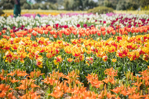 Seoul: Taean Tulip Festival and Strawberry Picking Day Tour Shared Tour, Meet at Dongdaemun