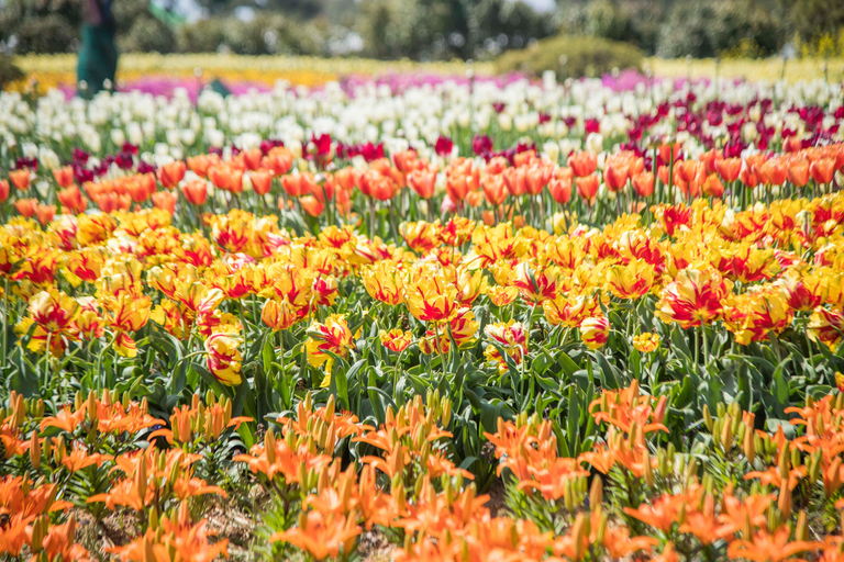 Seoul: Taean Tulip Festival and Strawberry Picking Day Tour Shared Tour, Meet at Dongdaemun