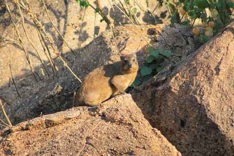 Gaborone: City Tour with Game Drive and Tswana Cuisine