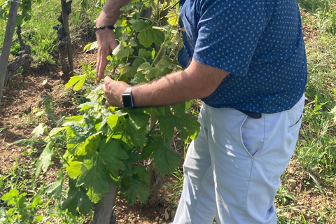 DUO OUDERS KINDEREN WIJN CÔTE-RÔTIE TOUR BEZOEK