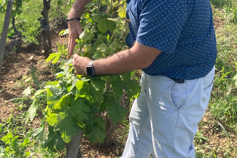 DUO PAIS CRIANÇAS VINHO CÔTE-RÔTIE TOUR VISITA