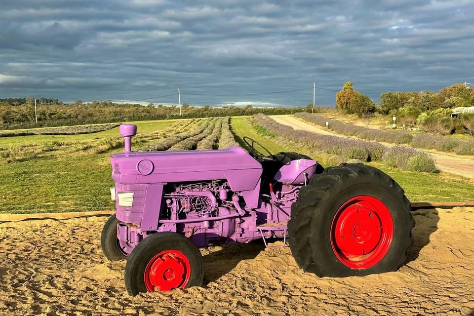 From Perth Pinnacles, Lavender Farm and Lobster Shack Tour GetYourGuide
