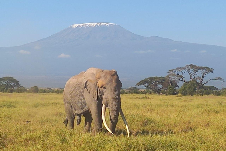 1 Night 2 Days Amboseli National park from Nairobi