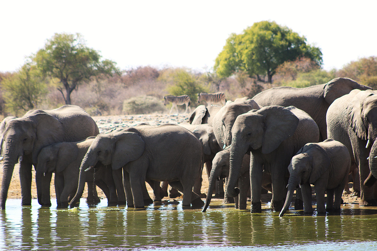 Windhoek: 3-Day Guided Safari in Etosha with Lodge