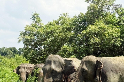 Bangkok: Railway Market, Floating Market & Elephants Tour