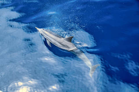 Waikiki Exclusive Snorkel + Lunch