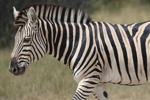 Hwange heldags safariturHwange heldagstur med safari