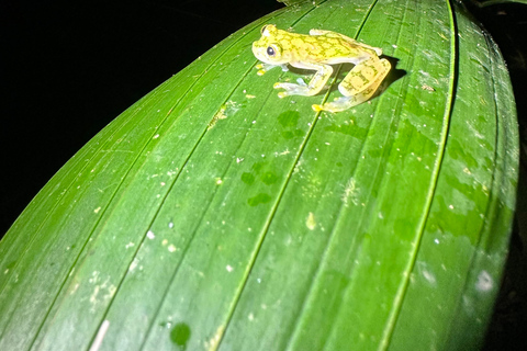Monteverde: Night Tour with Night Vision Goggles