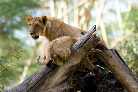 3 dagar 2 nätter Masai Mara med safari