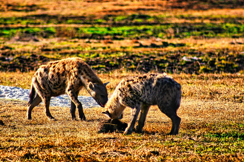 Cataratas Vitória: Safári a seco Game drive no Parque Nacional