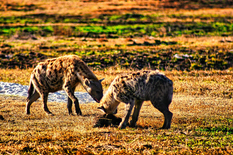 Wodospady Wiktorii: Safari w parku narodowym