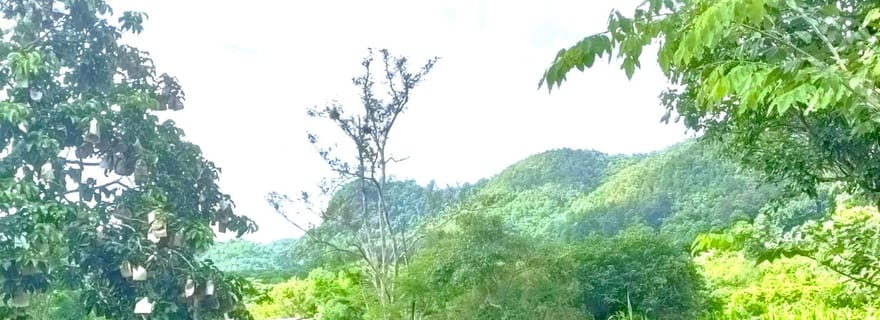 Demi-journée avec le programme CHIANGMAI ELEPHANT CARE (12h-18h.)