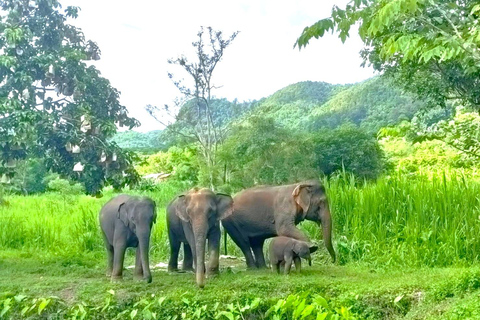 半天的 &quot;CHIANGMAI ELEPHANT CARE &quot;项目（中午 12:00 至下午 6:00）。