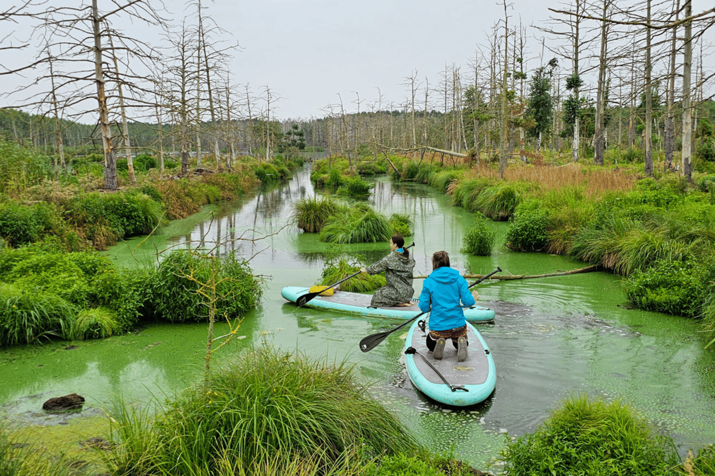 Da Riga: tour nella giungla lettone con paddle board