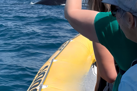 Noosa : Observation des baleines à bosseNoosa: visite d&#039;observation des baleines à bosse