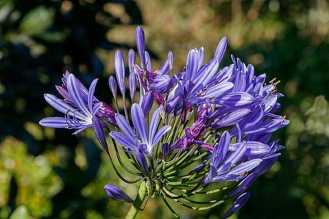 Madeira: Levada Paradise Valley Scenic Walk Pickup Machico, Santa Cruz