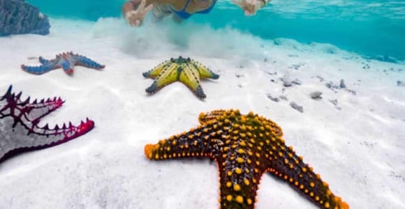 Zanzibar: Blue Lagoon, Starfish & Snorkeling Tour