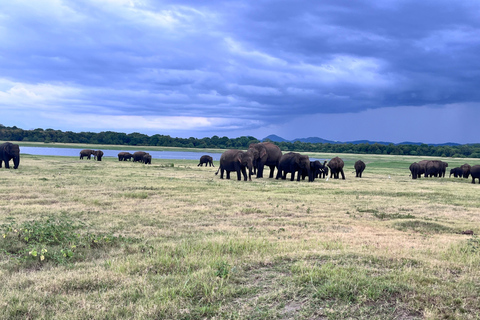 Parque Nacional de Minneriya : Safari en Jeep con entradas