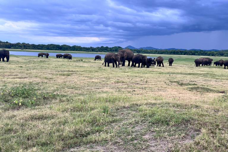 Minneriya National Park : Safari Jeep med biljetter