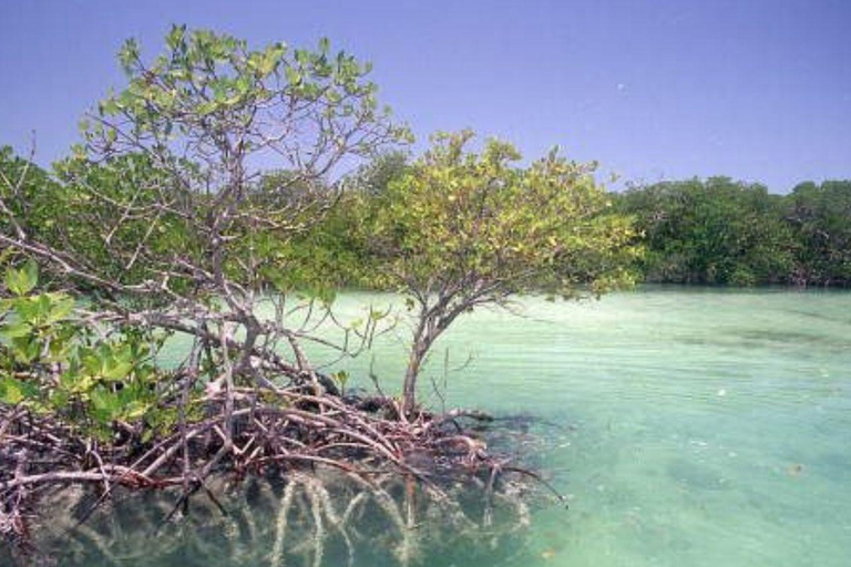 Nord-Katar: Führung durch den Mangrovenwald mit KajakfahrenNordkatar: Führung durch den Mangrovenwald mit Kajakfahren