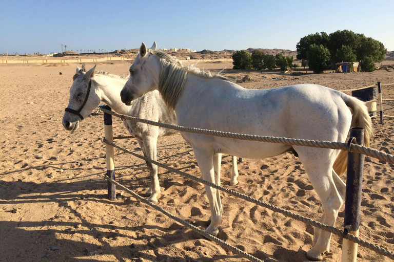 Wadi Rum: Desert Horseback Ride Experience with Lunch