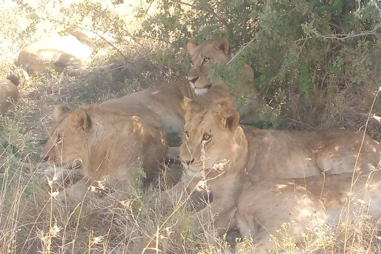 Parque Nacional de Nairobi: medio día en safari para ver leones y rinocerontesParque Nacional de Nairobi: tour privado de medio día